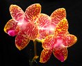 Phal. Orchid World 'Joe' AMAOS2